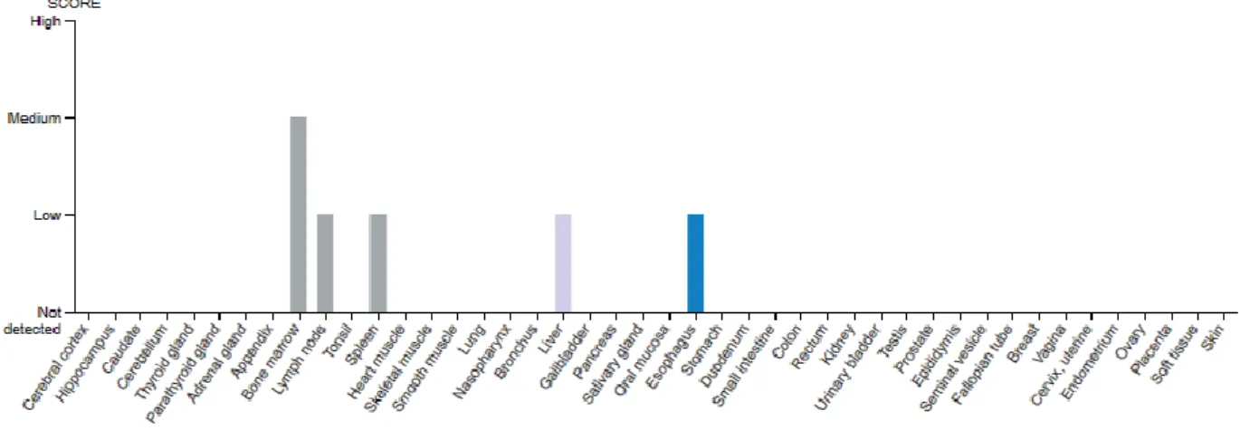 Figure 10 : Expression protéique de la CDA dans les tissus. De : « Human Protein Atlas » www.proteinatlas.org