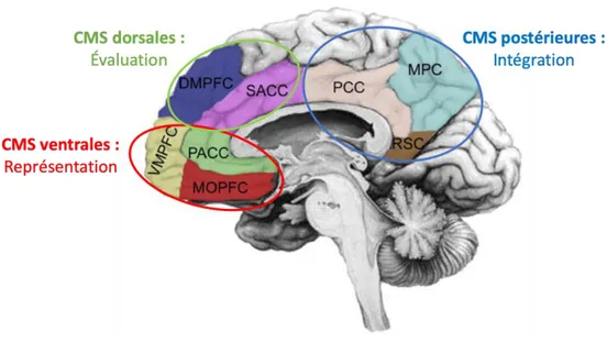 Figure 13 : Implication des structures frontales et corticales médianes (modifié d'après Northoff et 