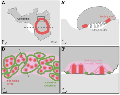 Figure 2.7.: Model of the organization of the sealing zone into islets. (A-A’) Osteoclast form an actin rich su- su-perstructure called the sealing zone to confine bone degradation