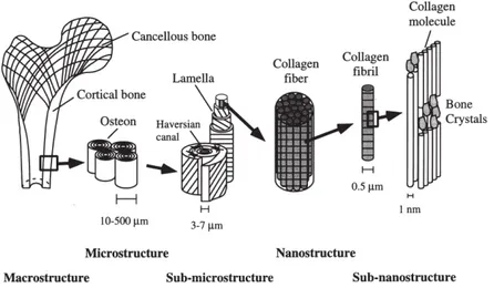 Figure 1.1.: Hierarchical structural organization of bone: (a) cortical and cancellous bone; (b) osteons with Haversian systems; (c) lamellae; (d) collagen ﬁber assemblies of collagen ﬁbrils; (e) bone mineral crystals, collagen molecules, and non-collageno