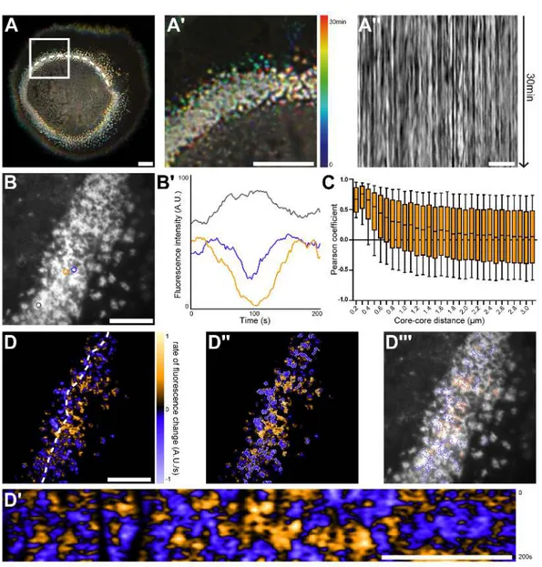 Figure 2.3.: Nanoscale analysis of the dynamics of the sealing zone with RIM technique