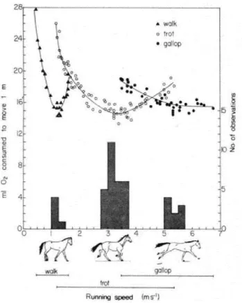 Figure 1.7 : Taux métabolique du cheval en fonction de sa vitesse et de la démarche utilisée