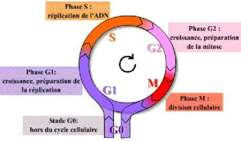 Figure 1 : Représentation schématique des phases du cycle cellulaire. Le cycle cellulaire est composé de 4 