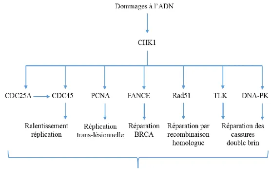 Figure 9 : La réparation des dommages à l’ADN médiée par CHK1. En réponse à des dommages à l’ADN, 