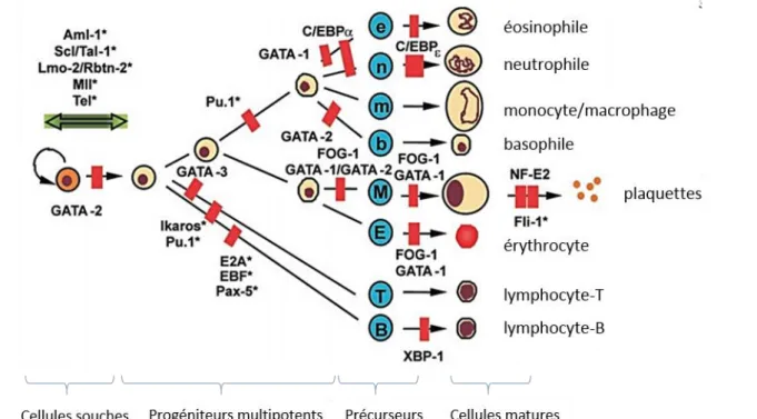 Figure  15  :  Représentation  schématique  des  facteurs  de  transcription  requis  pour  l’hématopoïèse