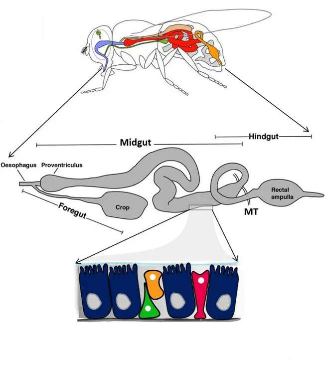 Figure 1: Adult Drosophila gut organization 