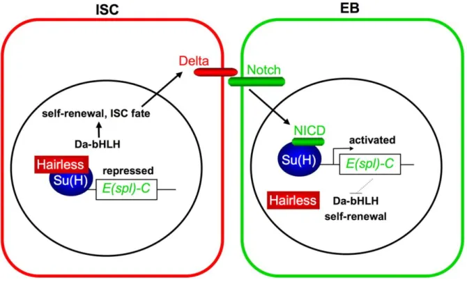 Figure 4 : Notch signaling pathway in Drosophila adult midgut  