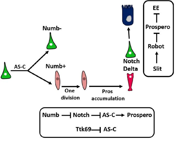Figure 5 : EE cell fate regulation 