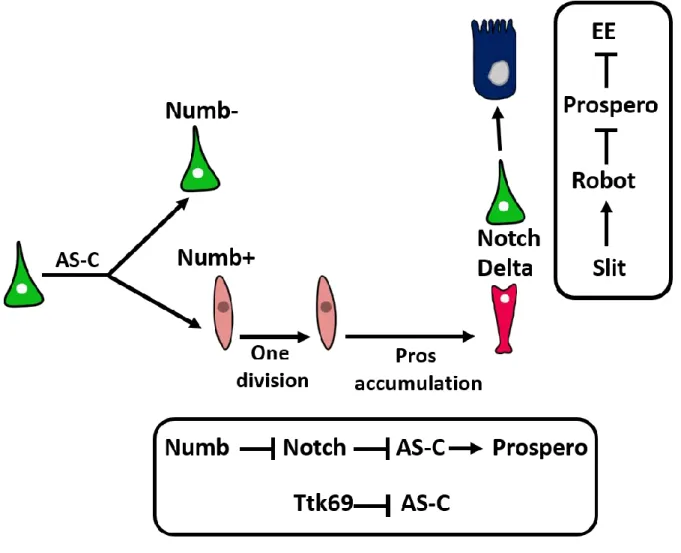 Figure 5 : EE cell fate regulation 