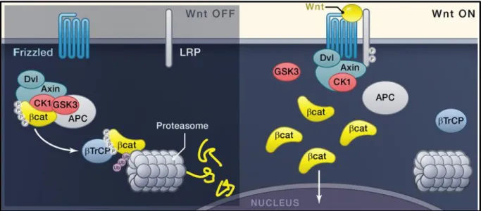 Figure 7 : Canonical JAK/STAT signaling in Drosophila   (Arbouzova and Zeidler, 2006) 