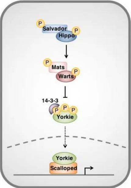 Figure 8 : Overview of the Hippo pathway in Drosophila  Adapted from (Taha et al. ; 2018) 