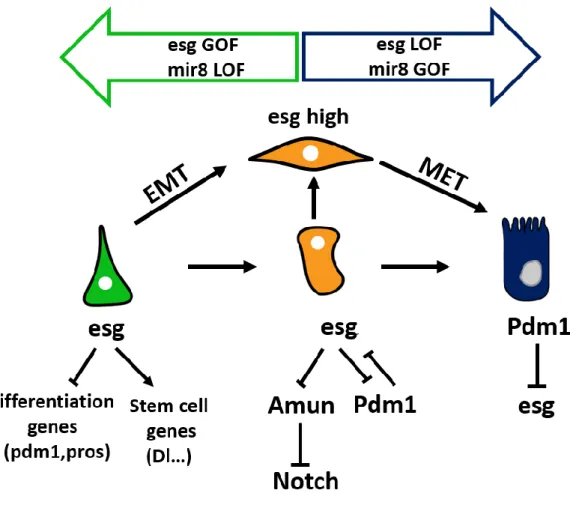Figure 9: esg TF regulates both stemness and ISC differentiation 