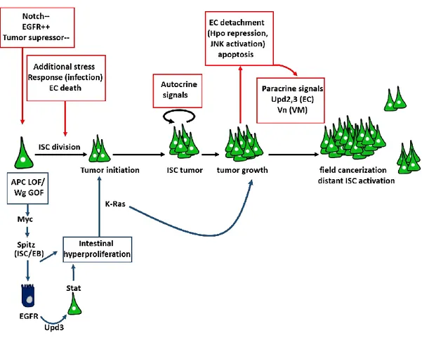 Figure 12 : ISC implication in intestinal cancer 