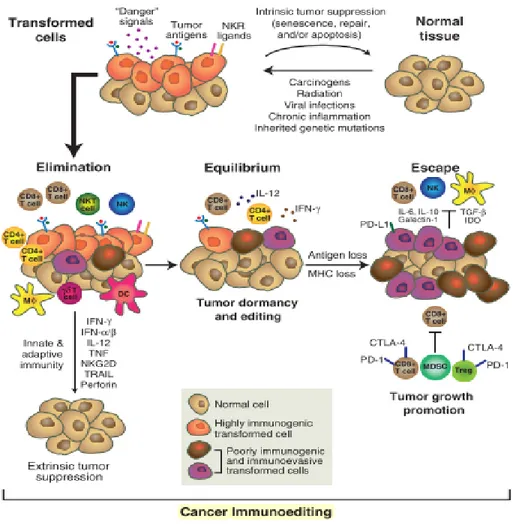 Figure 2 : Les trois phases de l'immunoediting 
