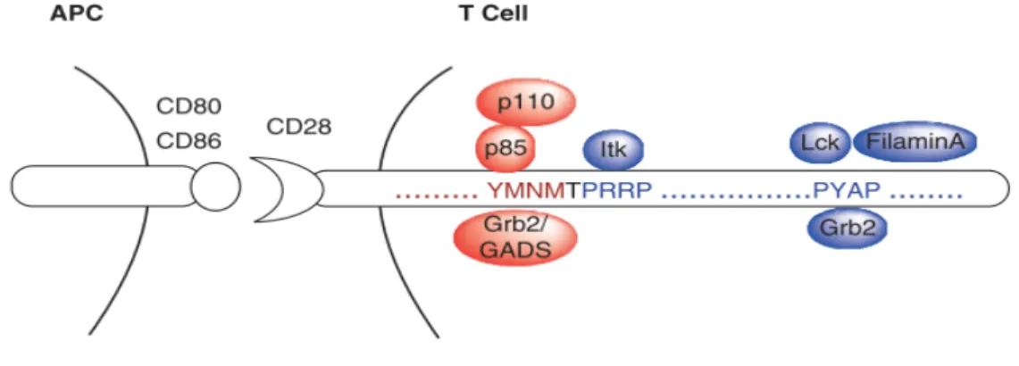 Figure 8 :  Motifs intracytoplasmiques de CD28 à l'origine de la transduction des signaux coactivateurs 