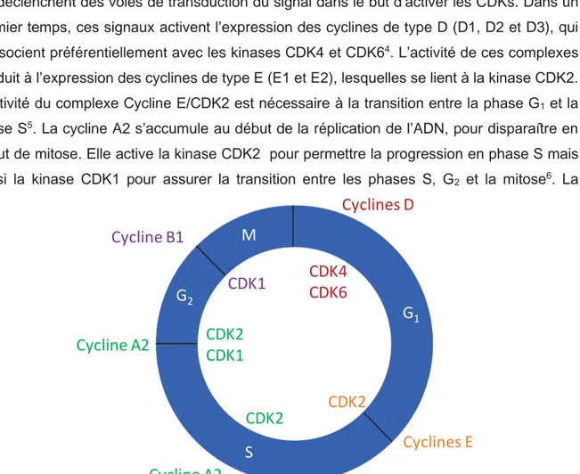 Figure 1 :  Les complexes CDK-cyclines au cours du cycle cellulaire. 