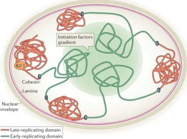 Figure 8 . Ce sont des régions riches en gènes transcriptionnellement actifs associées à des 