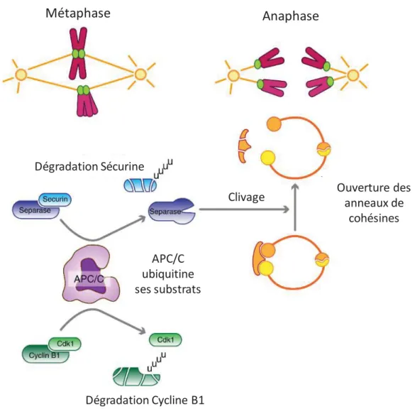 Figure 15:  Activation du complexe APC/C et transition métaphase/anaphase 