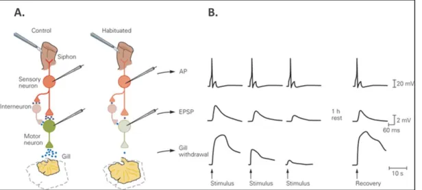 Figure  1  –  A.  Illustration  of  the  gill  and  siphon  withdrawal  reflex  before  (left)  and  after  conditioning  (right)