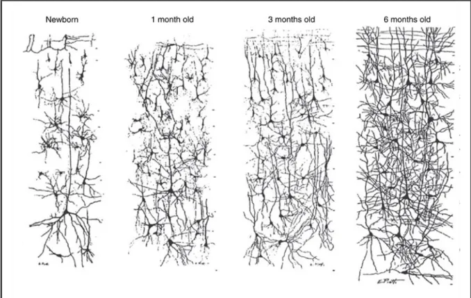 Figure  6  -  Drawings  of  the  cellular  structure  of  the  human  visual  cortex  on  Golgi  stain  preparations  from  Conel  (1939-1967)