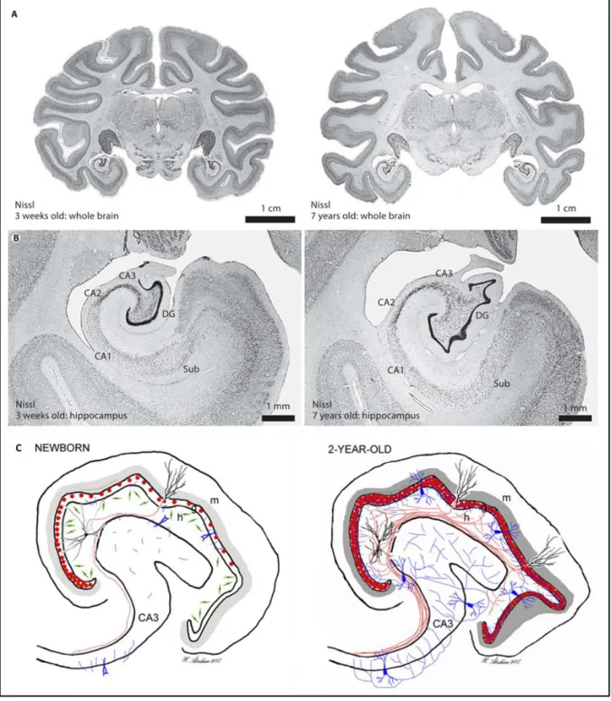 Figure 13-  A. Coronal Nissl-stained sections through the brain of a 3-week-old (left) and a 7-year-old (right) monkey at comparable mid-