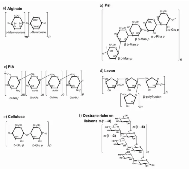 Figure 4 : Structure chimique de différents polysaccharides; a) alginate, b) Psl, c) PIA ou polysaccharide  d’adhésion intracellulaire, d) levane, e) cellulose et f) dextrane branchée en α-(1→3) (Bounaix 2010; 