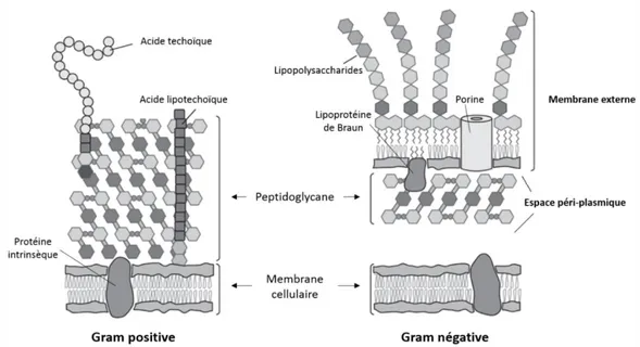 Figure 5 : Composition pariétale des microorganismes Gram à positif et Gram à négatif, adapté de  (Silhavy et al