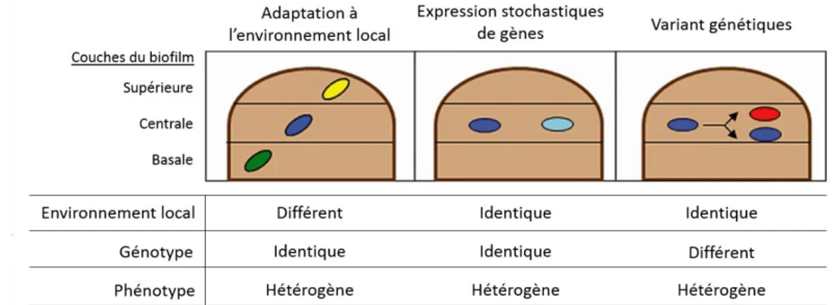 Figure 8 : Les différentes modifications phénotypiques pouvant se produire dans un biofilm (Dufour et  al