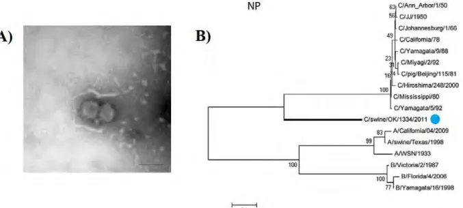 Figure 2. Identification du virus influenza D par microscopie électronique et séquençage  NGS (adapté de (14))