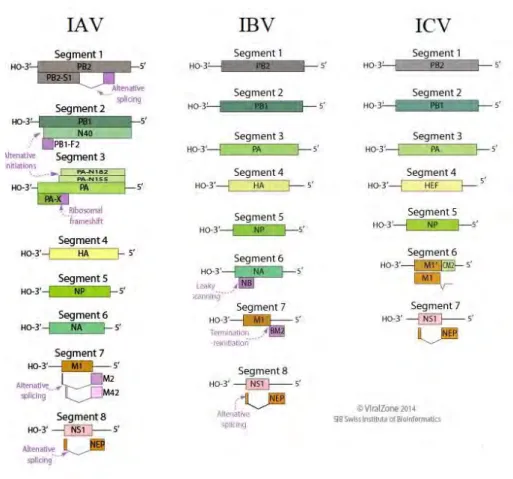 Figure 4. Schéma du génome viral des IAV, IBV et ICV (35). 