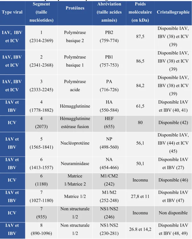 Tableau 1. Protéines principales codées par les 4 genres d’influenza. 