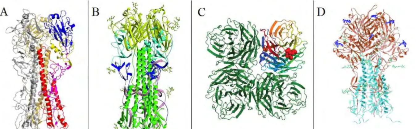 Figure 5. Structure cristallographique des glycoprotéines de surface d’IAV, IBV et ICV