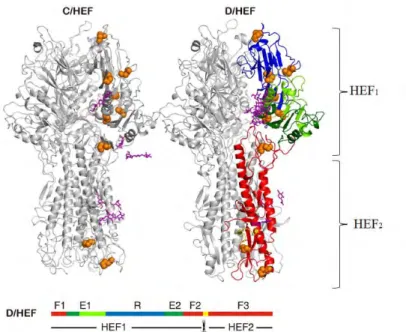 Figure  10.  Comparaison  des  structure  cristallographique  des protéines  HEF  d’IDV  et  d’ICV, adapté de  (42)