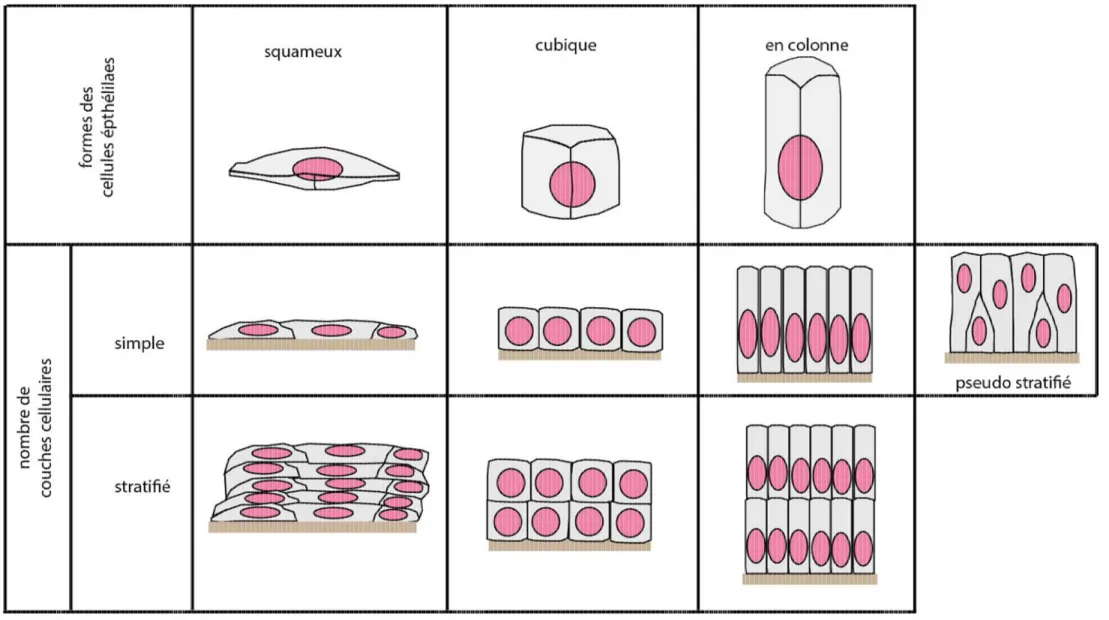 Figure 2. Les différents types d’épithélium de revêtements.   Le noyau est représenté en rose