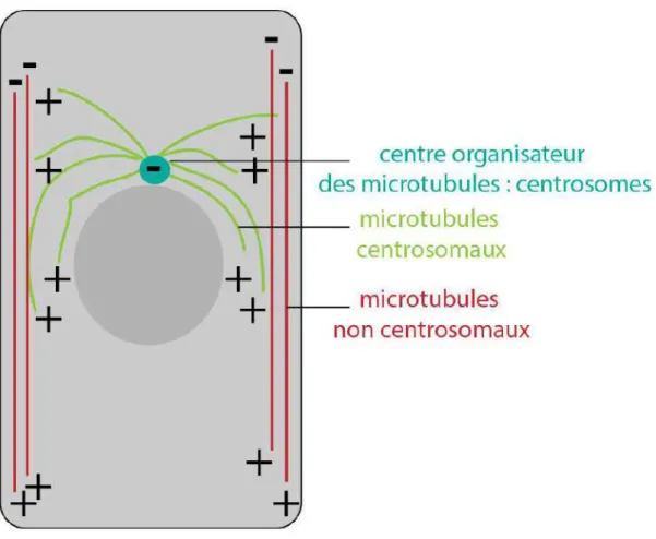 Figure  5.  Polarité  des  microtubules  centrosomaux  et  non-centrosomaux  dans  une  cellule  épithéliale