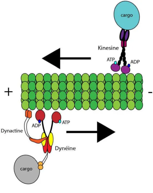 Figure 6. Le transport antérograde et rétrograde le long des microtubules. 
