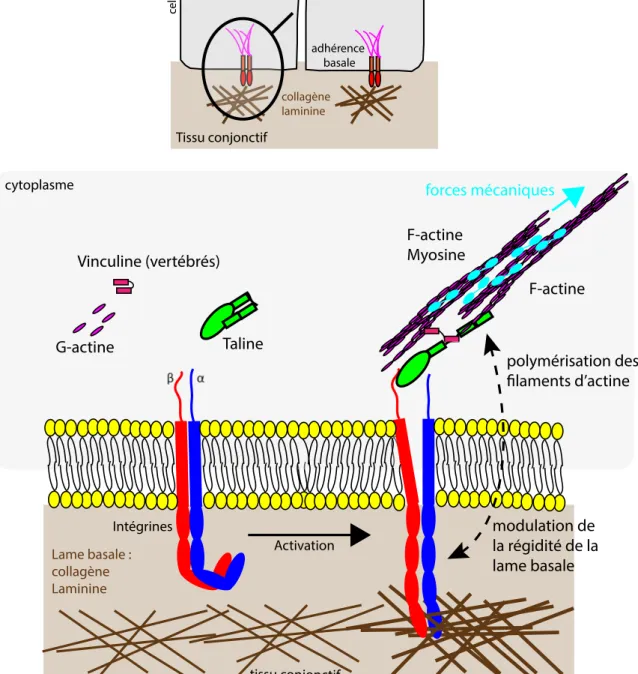 Figure 14. L’activation et la mécano-transduction des complexes d’adhérence basale.   