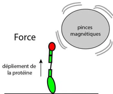 Figure 16. Représentation schématique du déploiement d’une protéine sensible à la  force détecté avec des pinces magnétiques