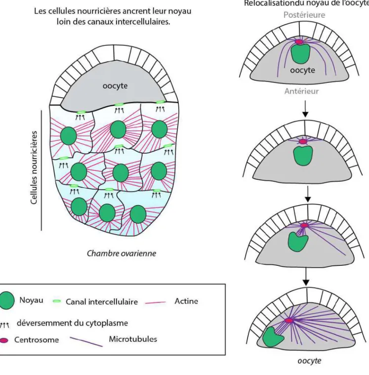 Figure 20. Différents processus de relocalisation nucléaire indépendant du LINC dans  la chambre ovarienne de la drosophile