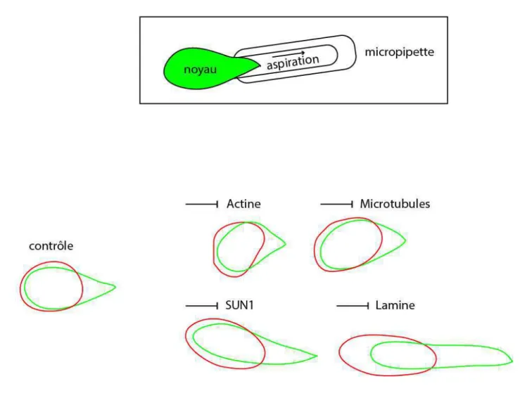 Figure 21. Mesure de la rigidité du noyau par aspiration.  