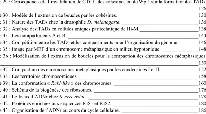 Figure 29 : Conséquences de l’invalidation de CTCF, des cohésines ou de Wpl1 sur la formation des TADs