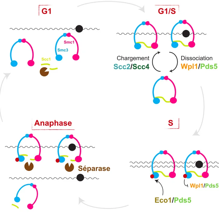 Figure 20 : Etablissement et abolition de la cohésion chez S. cerevisiae. Les cohésines sont  absentes des chromosomes en G1, elles ne sont chargées qu’à la transition G1/S par le complexe  Scc2/Scc4