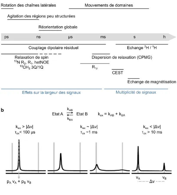 Figure 7. Dynamique des protéines et exemples d’expériences de RMN. (a) Schéma de l’échelle de 