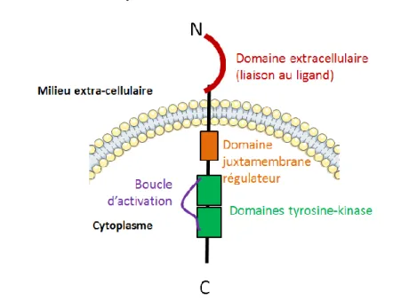 Figure 9. Structure générale du récepteur FLT3 