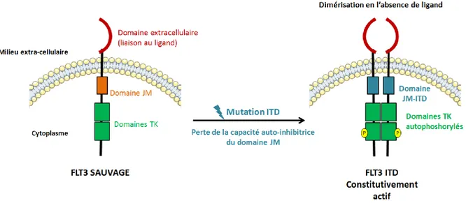 Figure 13. Activation constitutive du récepteur FLT3 par la mutation ITD 