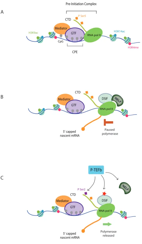 Figure 1: Transcription initiation