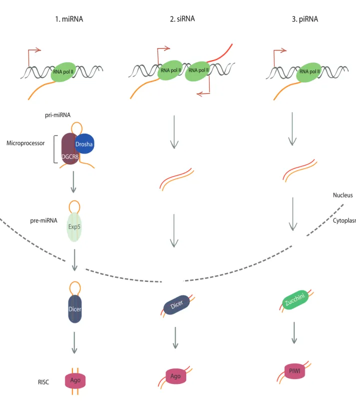 Figure 3: Small non-coding RNA processing