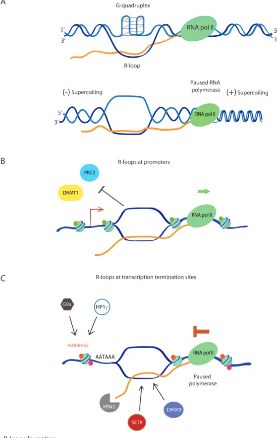 Figure 4: R-loops formation