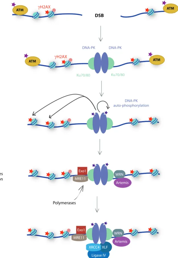 Figure 10: Non-Homologous End Joining pathway