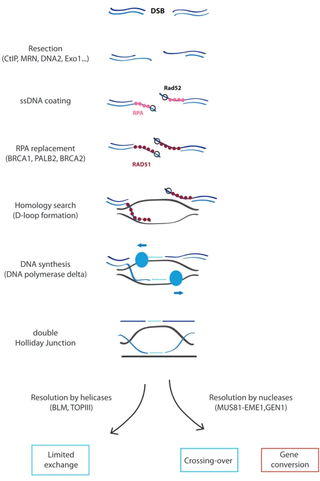 Figure 11: Homologous Recombination pathway